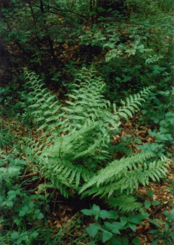  Image name: felce maschio3.jpg 
 width: 356 pixel 
 height: 500 pixel 
 Size: 67434 bytes 
 Click to enlarge 